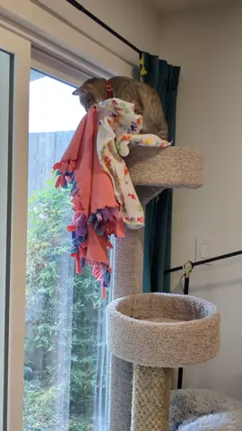 Peach the cat is on a mission 🐈
