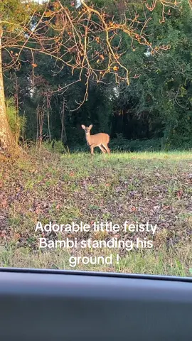#deer #babydeer #ruttingseason #standingonbusiness #fyp 