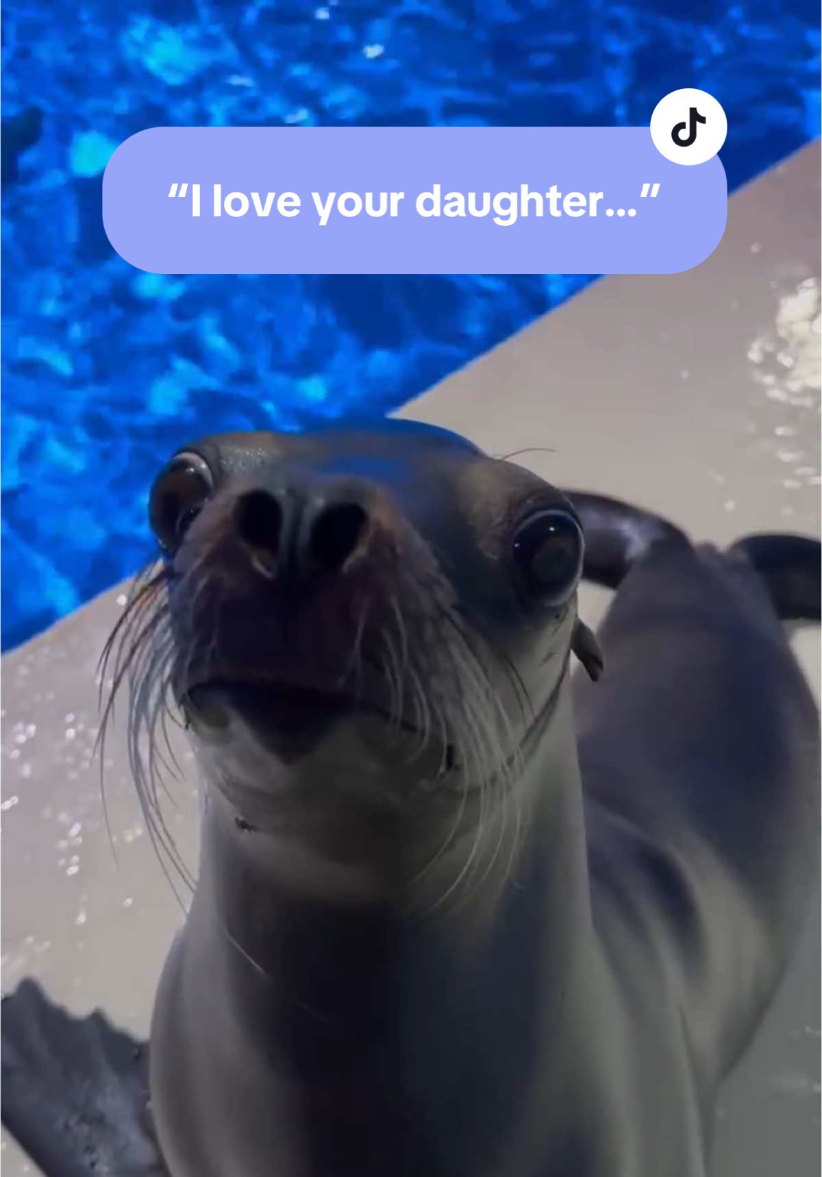 Arie has so much to offer. Namely really good dance moves… #arie #training #arietok #aquarium #sealion #niagarafalls #aquariumofniagara #seal 