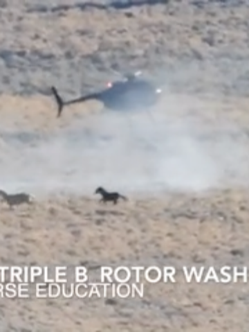 Wild Horse Eduction: #wildhorses#wildhorse#wildhorsesoftiktok#nevada Our team member is a long way from trap. When you are that far away you can tell how close the chopper comes by watching the wash (the snow rising up) from the downdraft of the chopper rotor.