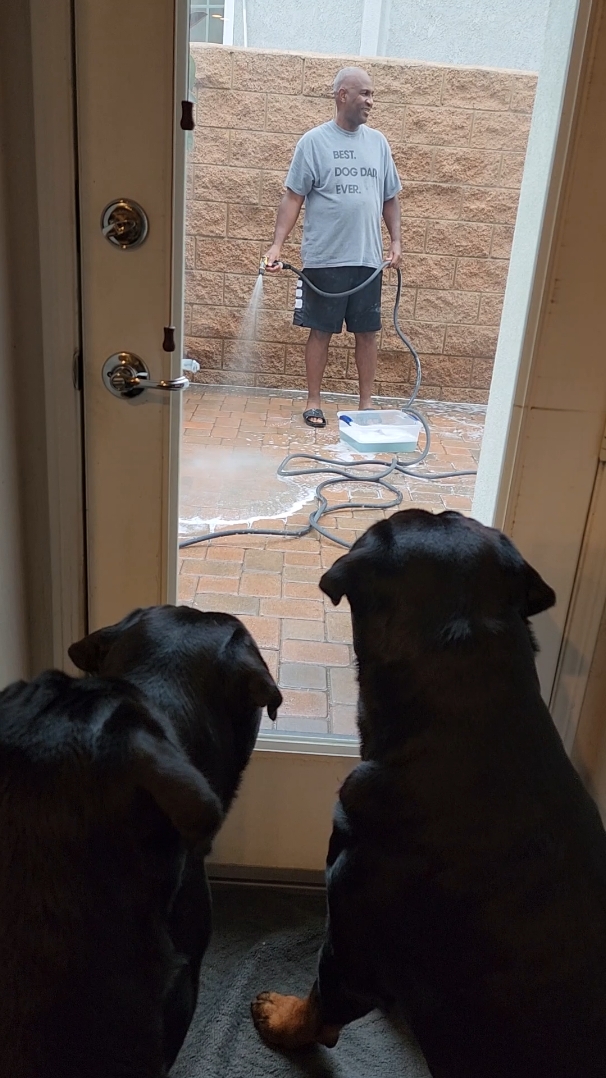 Bathtime! Guess who's watching who. #rottweilersoftiktok #dogsoftiktok #pets #dogs #fyp ##california #DC #GA #influencer #Siblings #mybrotherskeeper 