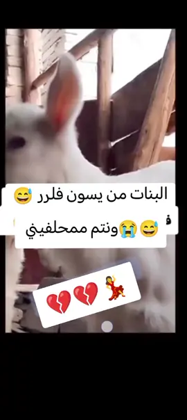 #الشعب_الصيني_ماله_حل😂✌️ #🥺💔🥀🎼🎼💔😔🎼🥀🎼💔😔🎼 