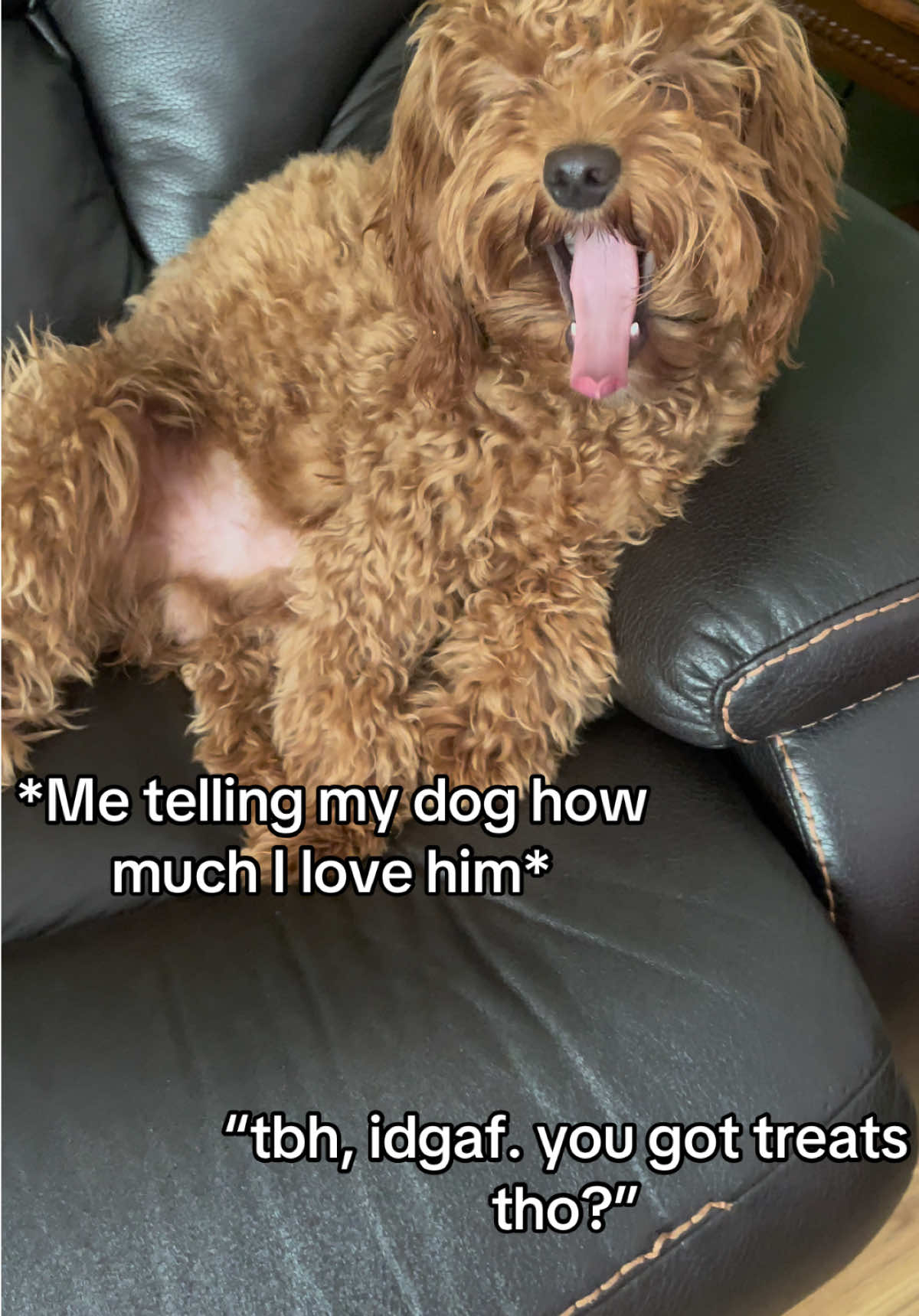 just hand over the treats bro  #minigoldendoodle #dogsoftiktok #dogmom #goldendoodlepuppy #goldendoodlesoftiktok #minidoodles #doodle #minigoldendoodlesoftiktok