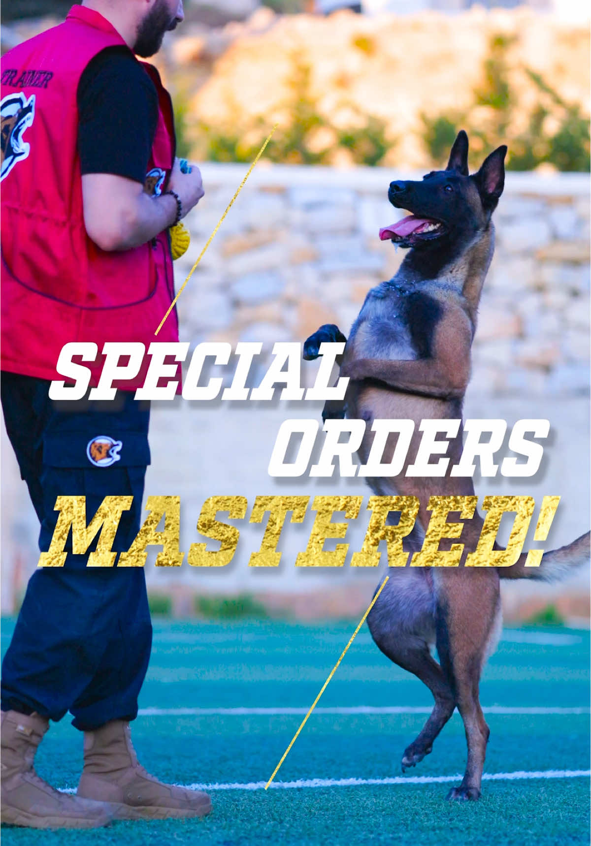 Mastering the art of special orders! 🐕✨ Watch as CHICA nails the perfect peek. Ready to take your pup’s skills to the next level? Contact us today! . . . . #barkyardacademy #byk9 #obedience #DogTraining #SpecialOrders #DogTrainingTips #AcademyForDogs 