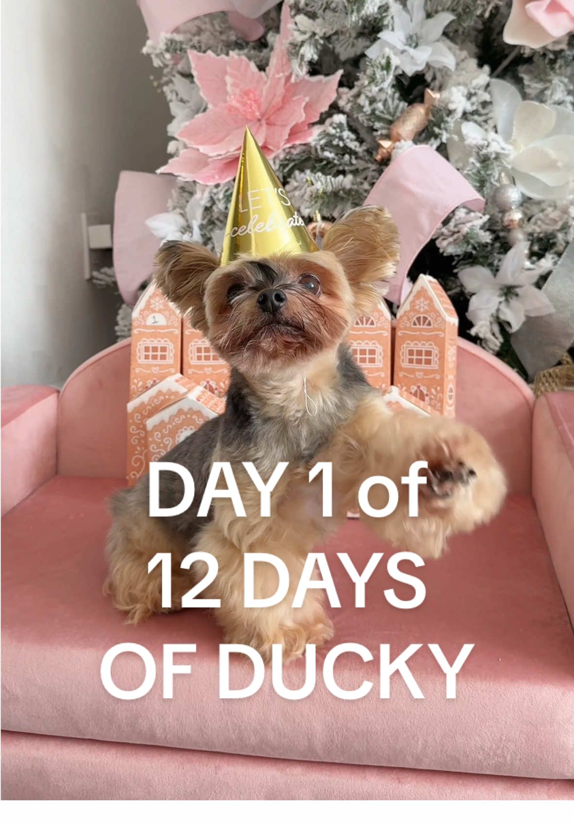 On the 1st day of Ducky my hooman gave to me…🐥🎁 Ducky is turning 12 so we’re celebrating with a 12 days of Ducky advent calendar. Day 1 is In-N-Out! #duckytheyorkie Stay tuned for the next 12 days 💖  #dogbirthday #yorkie #smalldog 