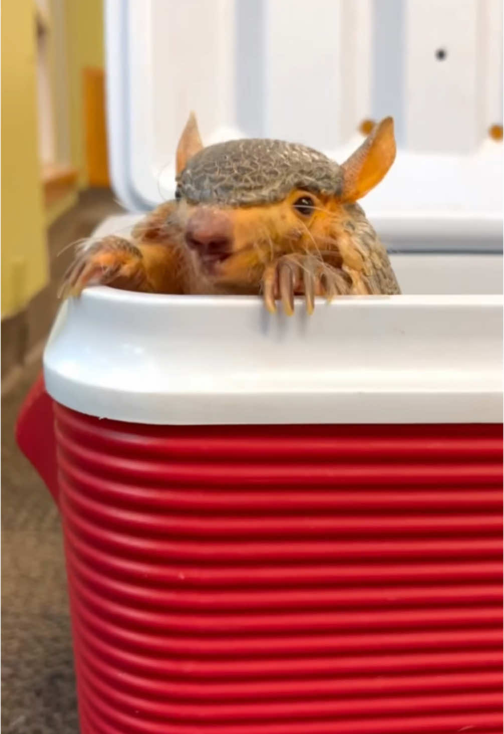 Rose, the 13 year old screaming hairy armadillo 🥹 #animals #cuteanimals #funnyanimals #armadillo