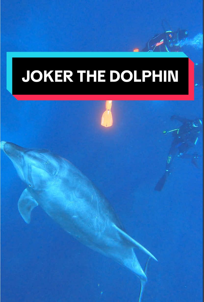 If you are an avid scuba dan fan, then you will knlw exaclty who joker the dolphin is 🤡  A huge dolphin and part of the socorro bottlenose dolphins. A menace of the seas. Evil indeed. 