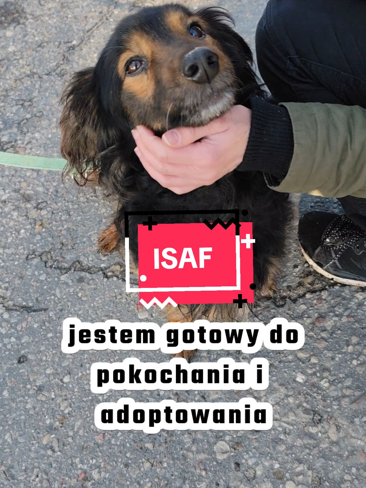 ISAF bardzo łagodny i uległy wobec człowieka piesek. Nie zaczepia innych piesków kiedy spaceruje. Chce być przy człowieku, to jego marzenie tak samo jak prawdziwy dom. #dlaciebie #dc #foru #fyp #foryoupage❤️❤️ #dogsoftiktok #dogtok #dog #adoptme #pies #everyone #friends 