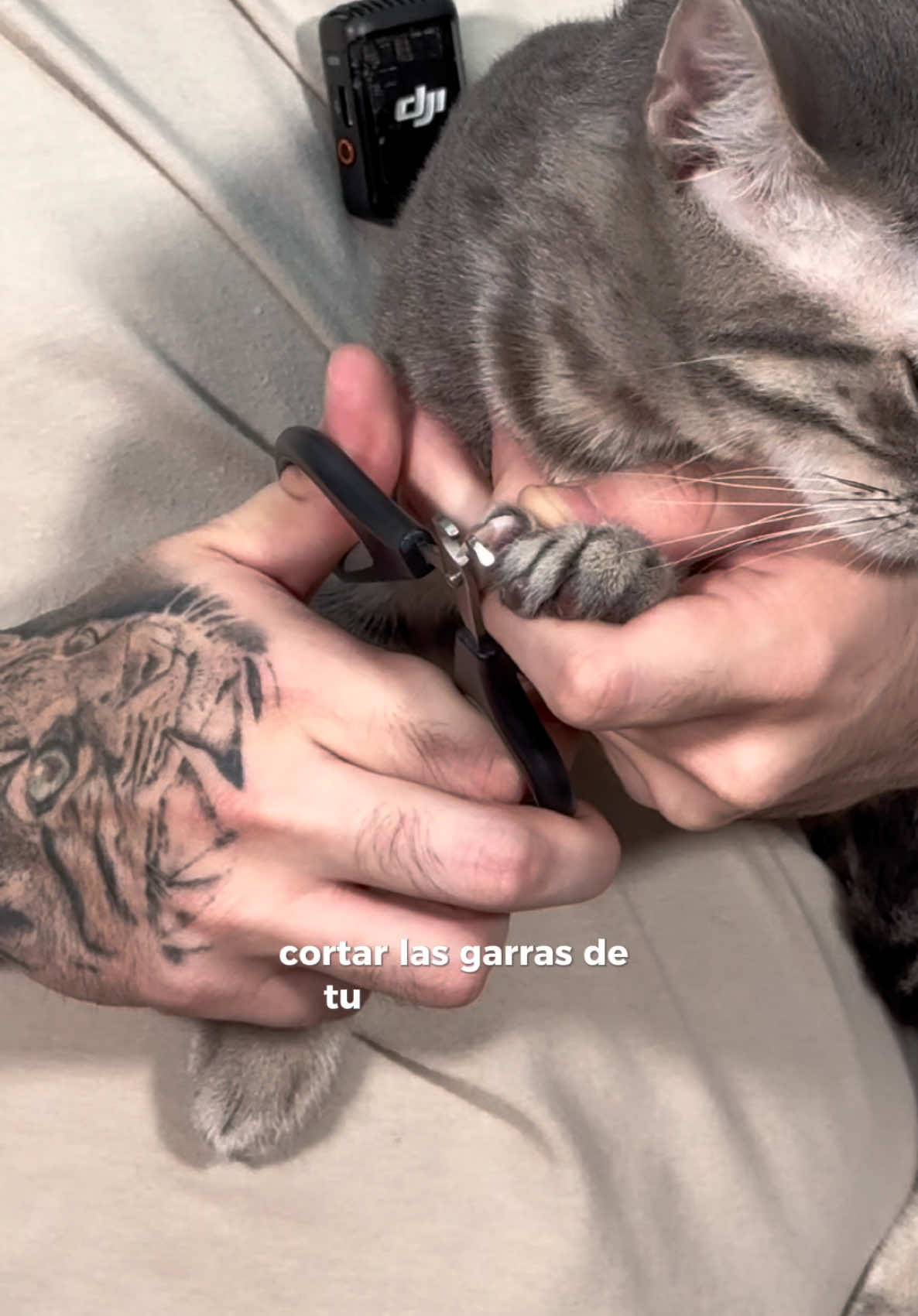 Cortar las garras a los gatos