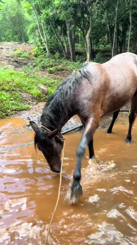 Levando a égua tomar banho... #fy #viral #eguadpchines #egua