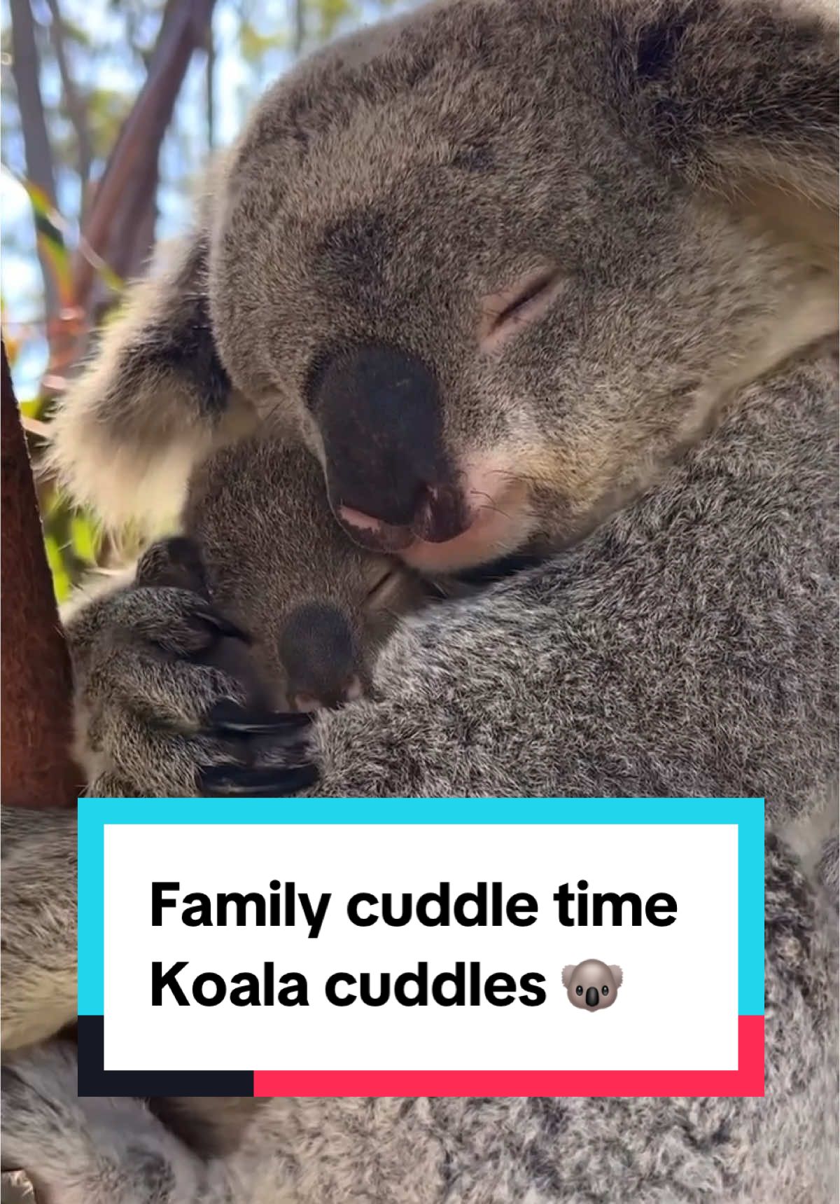 Celebrating some koala-ty time with our loved ones as the holidays draw near. 🐨💓 Wishing everyone a lovely day. Be sure to visit Australian Reptile Park to see this adorable duo having a cuddle and snuggle. Thanks for sharing your #feelNSW moments @AustReptilePark #koala #cuteanimals #holidayseason #familytime 