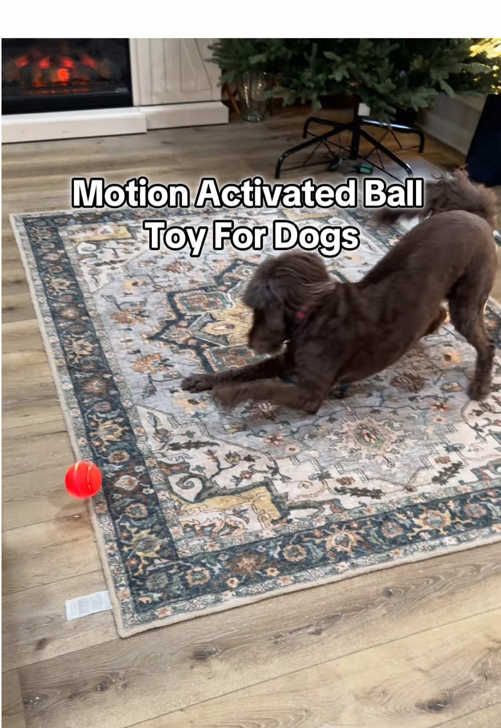 A motion activated spinning ball with lights will keep your dog entertained for hours. Rechargable cord included so no batteries needed. Unscrew to turn on/off and let it go. Miss Gracie APPROVED 🎁@HardyPaw #dogtoy #dogball #dogplaying #dogsoftiktok #dogmom #toysfordogs #tiktokshopblackfriday #LiveOutlandish 