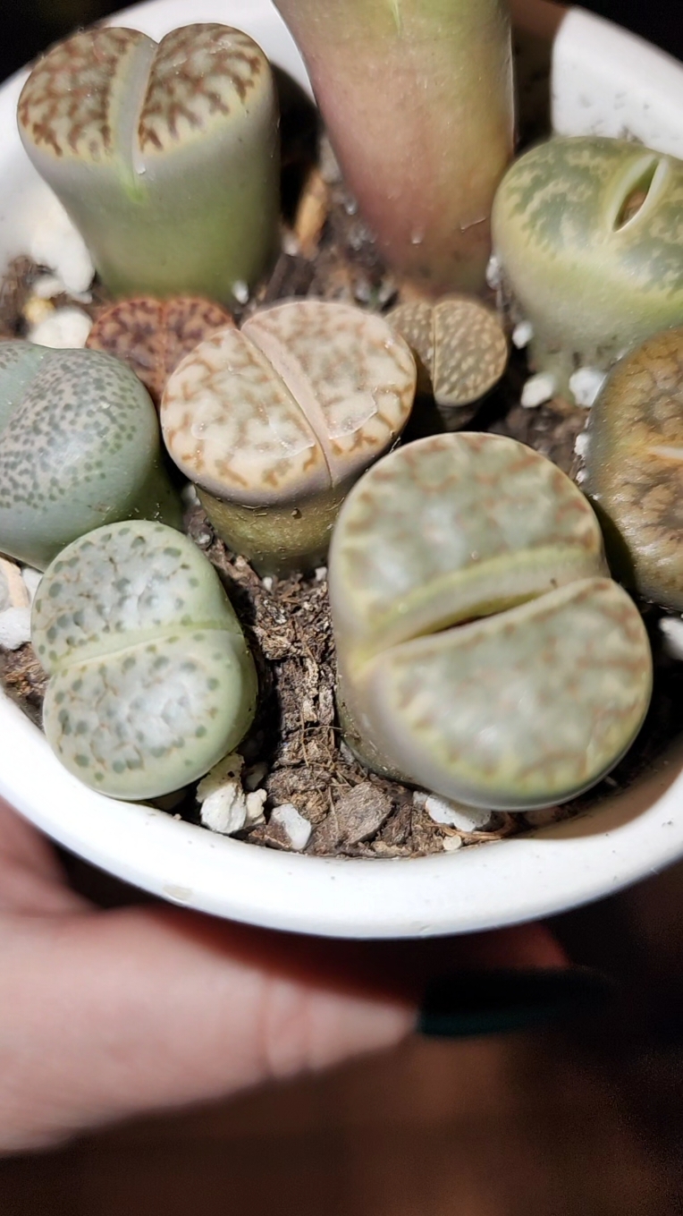 These lithops are the best 🤣🤌🏽😍! #plants #plant #plantsoftiktok #planttiktok #PlantTok #plantlover #aroidaddicts #urbanjungle #indoorjungle #plantcollector #plantcollection #houseplant #houseplants #vibe #plantsmakepeoplehappy #plantsmakemehappy #plantcare #plantcaretips #fyp #vibes #lithops #mynameisjeff 