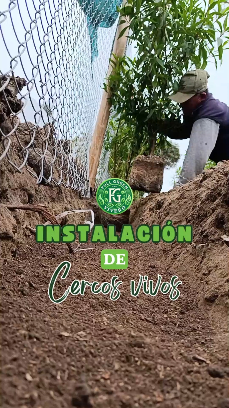 Acompáñanos a instalar cercos vivos. 👀🌿 Conoce un poco más del proceso de acondicionamiento e instalación de cercos vivos o barreras vivas para jardín.  Una barrera viva bien instalada garantiza: ✅ Aislamiento del jardín interior. ✅ Privacidad, un entorno cerrado y estético. ✅ Un contraste armonioso con el grass o césped y plantas de jardín. ✅ Garantía de un crecimiento uniforme y sostenido con el paso del tiempo. No esperes más, en vivero Full Green obtienes las plantas y el servicio de diseño e instalación de tus cercos vivos. Visítanos en: Antigua Panamerica sur km 37. Frente al grifo PetroPerú. 📍 💚 Nos preocupamos por darte el jardín que tanto deseas. 💚 #vivero #ventadeplantas #jardineria #plantas #plants #perú #cercosvivos #fyp #jardinsoñado 