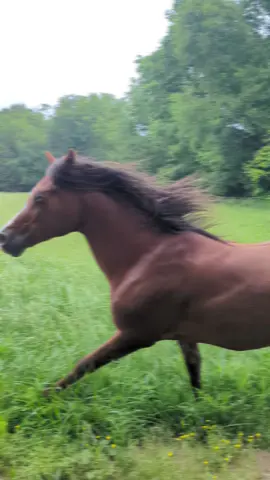 Father and son: Top pony Hunter Stallion in the US and his goofball offspring  #stallion #stallions #stud #colt #maximus #mynameisjeff 