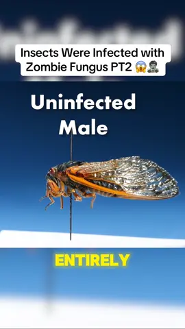 Insects Were Infected with Zombie Fungus  #fungus #zombie #animal #viral #fyp #animalvideos 