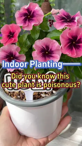 #indoorplant #garden #catharanthusroseus #plants #homegarden #houseplants #gardening #indoorgarden #gardening101 #planting 