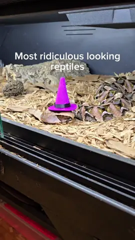 These animals look absolutely ridiculous. #reptiles #venomoussnakes #funnyanimals #pets #gaboonviper 