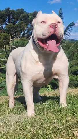 Salazar o gigante branco 🐻‍❄️  #pitbullofficial #pitbull #pitmonsterbrasil🇧🇷 #pitlove #pitlovers #pitlover #pitmonsterworld #pitmonster #pitmoster🐶 #americanbullyx #americanbully4life #americanbully #viral #instagood #abkc #americanbullyxl #xxlbully #xxlbullies #bullies #bully #bulliesofinstagram #bullylove #viral #fyp #foryou #filhote #branco #filhotesbrancos #puppywhite #white 