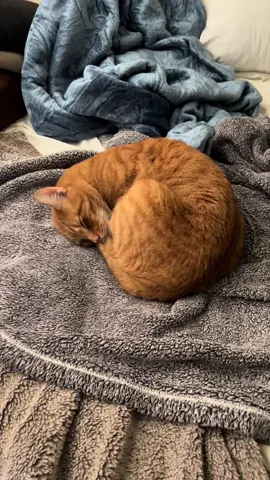 the sweetest lil orange ball!   #orange #boy #cat #catsoftiktok #Love #cats #fyp 