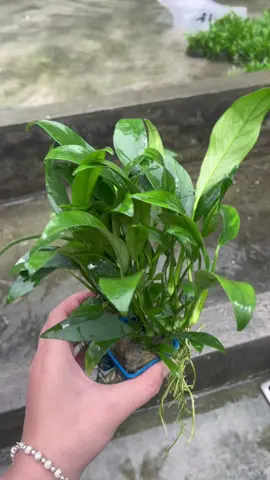 Ráy lá dài  _ 1 trong những dòng cây khoẻ rất của dòng ráy. Mời các Aqua tham khảo 👌🏻 🍀✅#câythuysinh 