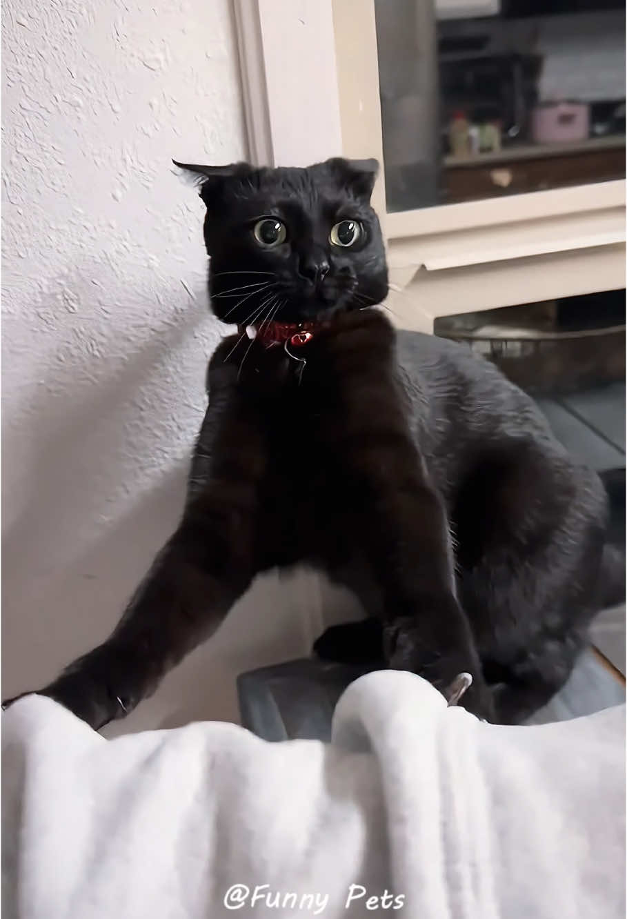 Part298丨Black cars share a brain cell!!!🤣🤣🐱#funnycats #funnyanimals #petvideos #cat #catsoftiktok #fyp #usa #longervideos #cats #fypage #fypシ゚viral #fyppppppppppppppppppppppp #fypp #fypdong #fypgakni #fypsounds #fyppp 