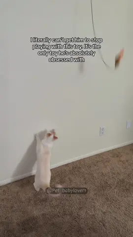 Cat’s favorite toy.🧐#cat #cats #catsoftiktok #catlover #cute #funny #funnyvideos #funnycat #funnyvideos #funnyanimals #animals #tiktok #kitty 
