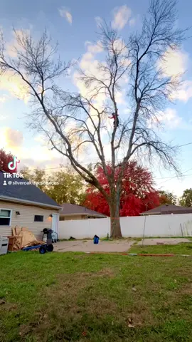 Deah trees removal #tiktok #hardwork #treework #minnesotatreeservice #treeclimbing #trending #viralvideo #viral #deadtreeremoval 