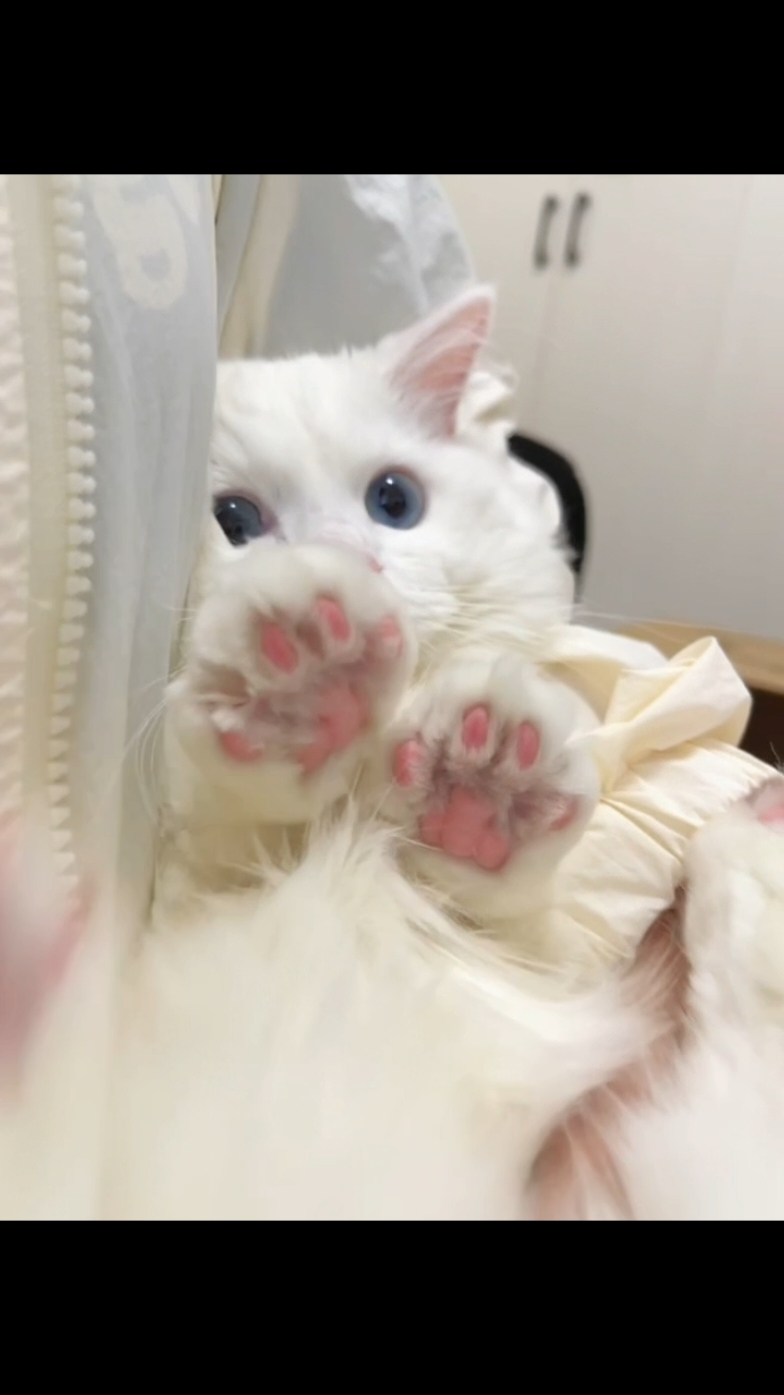 Paws Lovers 😍🥰  @🐾Petsy Paws 🐾  @🐾Petsy Paws 🐾  #cutepaws #kitten 