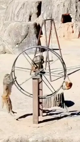 #funnymonkeys 