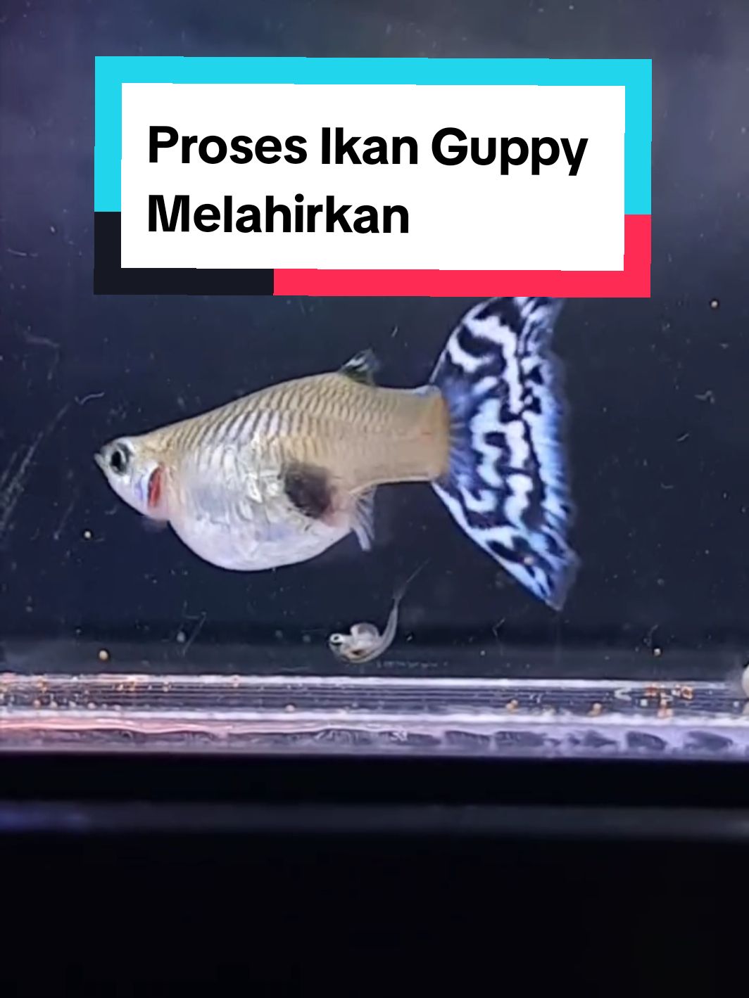 masih ada yang ngira guppy bertelur? #guppyviral #ikanguppy #guppyindonesia #guppybreeder #guppymelahirkan 