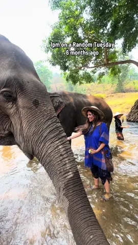 I was in a dream in Thailand 🐘 #thailand #chiangmai #elephants #bangkok #sanctuary #dreamy #travel #fyp #Love #vira 