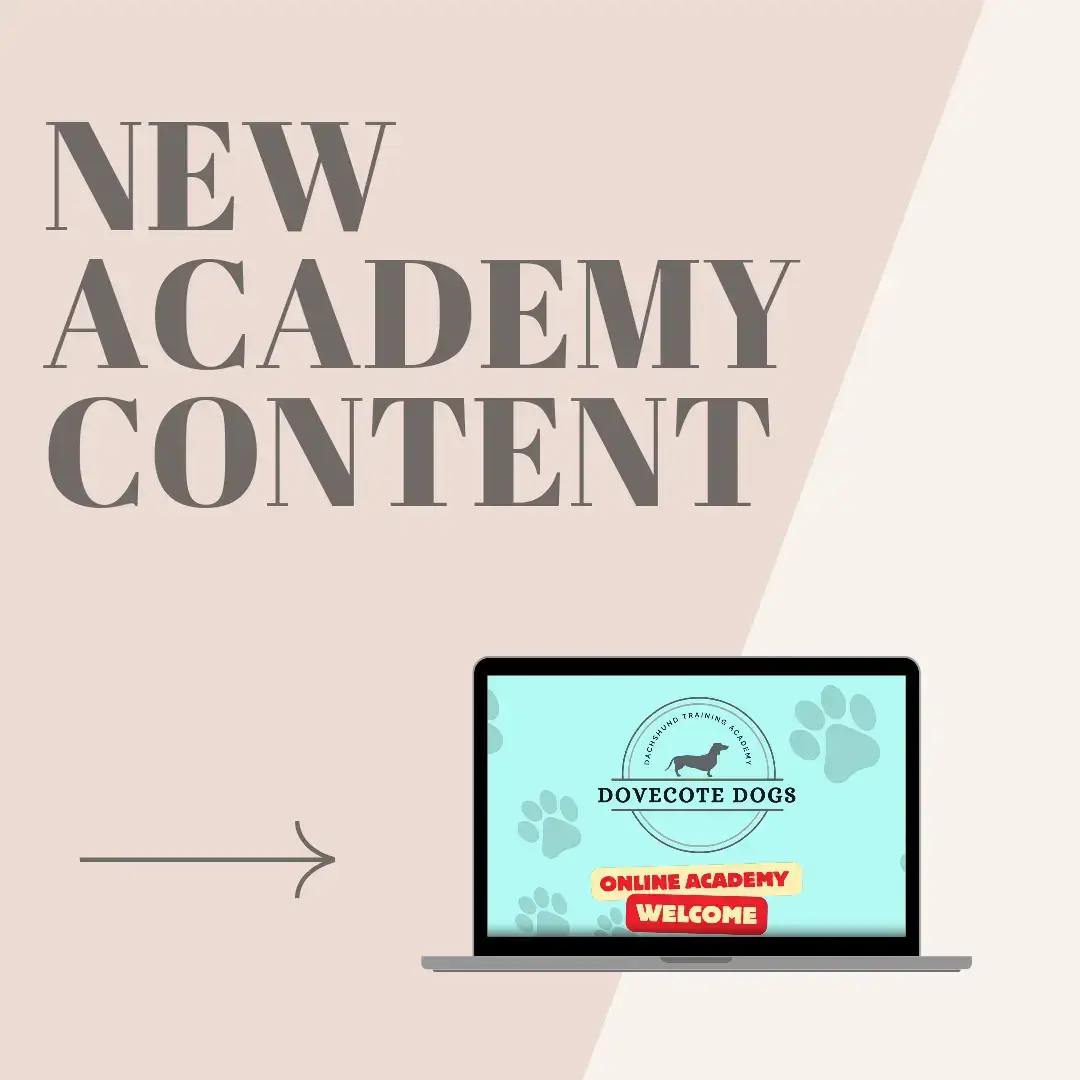 New content on our online academy ! Head to dovecotedogs.com to join us and use code - NEW for 50% off your first month ! #weinerdogs #teckel #puppylove #dogtrainer #DogTraining #dog #sausagedog #sausagedogsoftiktok #fyp #dachshund #dachshunds 