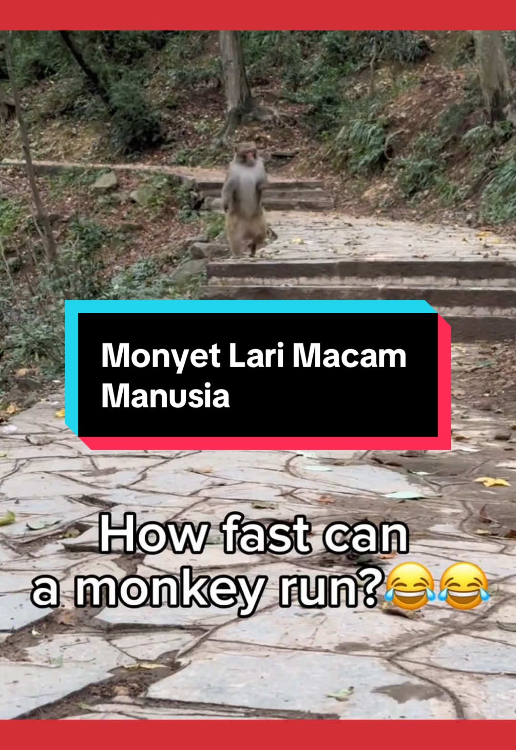 Melawan hukum monyet kerana tidak menggunakan kaki & tangan semasa lari. 📹 @monkeyxiaobao999  #fyp #viral #monkey #monyet #lari #run #pelik #weird #human #manusia #kaki #tangan #aik #laju 