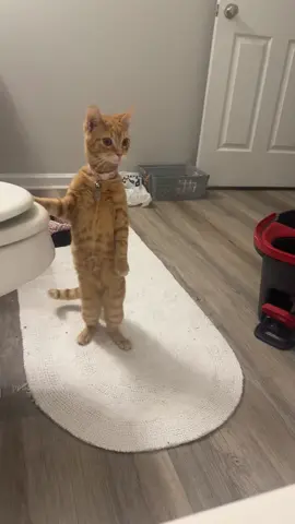 Why Cats Are Keen on Owners' Bathing Moments？ #cat #catsoftiktok #catlover #funny #funnyvideos #foryou #fypage #fypツ #funnycat #funnytiktok #cats 