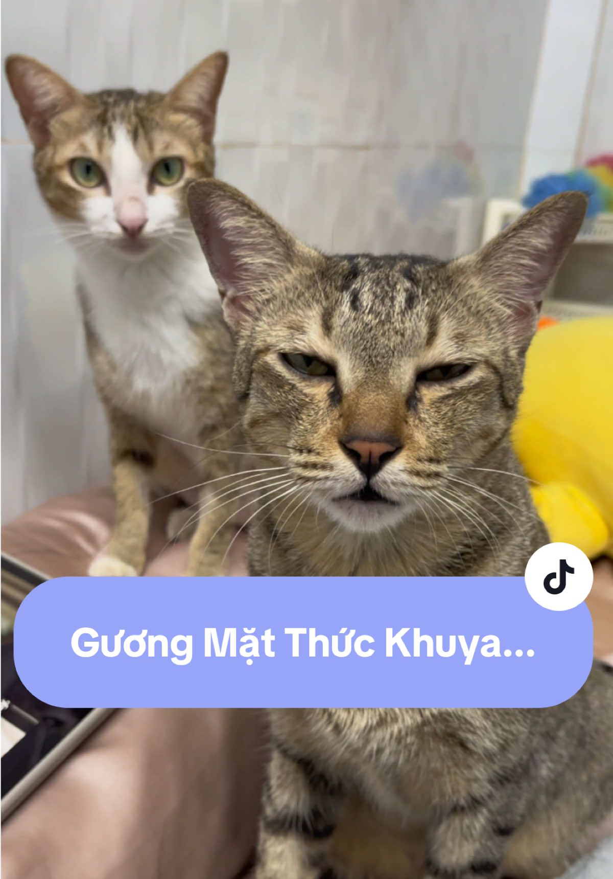 có người nhột nè #3conmeota #cat #mèo #fypシ゚ #xuhuong #viral 