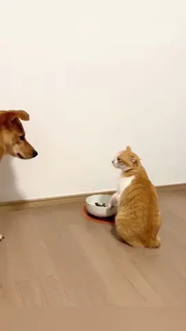 Dog steals cat's food #funnydogs #funnyanimals #petvideos#cutepets #challenge #fyp #usa