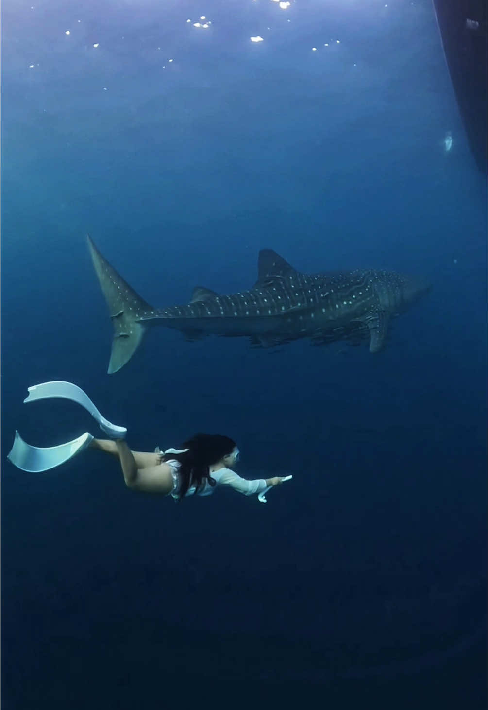 Whaleshark ❤️ #freedive#freediving#freediver#sumbawa#whaleshark#paus#sumbawabesar 