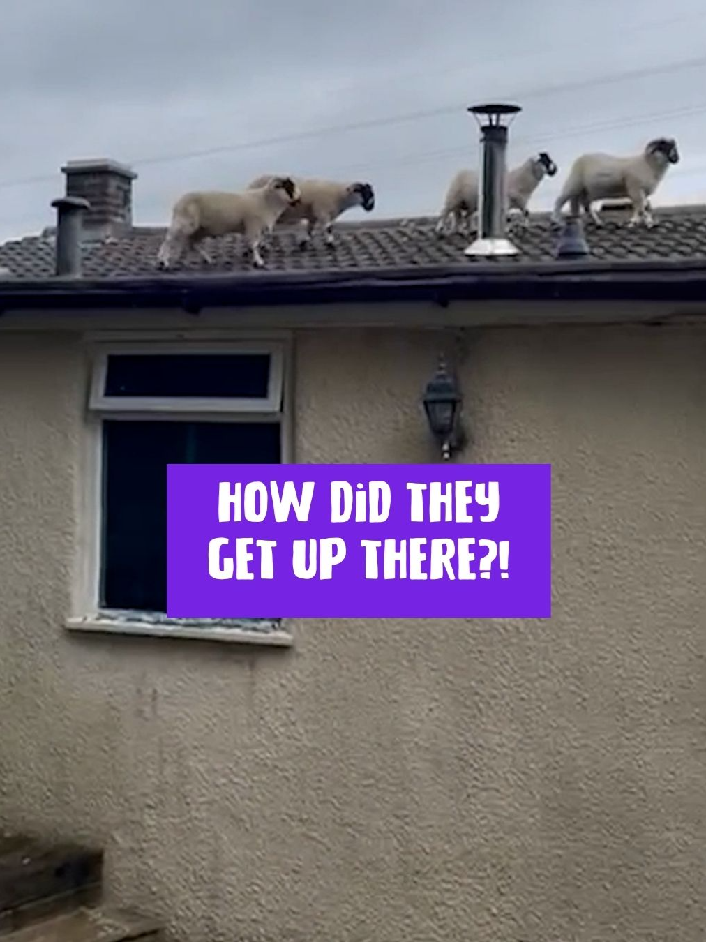 Definitely not the first thing you'd expect to find up there! 🐑😲 (Via: SWNS / Kristen Jackson) #SheepOnTheRoof #FlockSurprise #RoofTopSheep #UnbelievableSights #FarmLifeSurprise #SheepAdventures #UnexpectedGuests #CountryLife