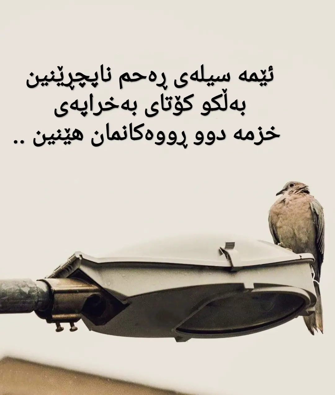 #کورد #کوردستان #سلێمانی #هەولێر #دهۆک #کەرکوک #tiktok 