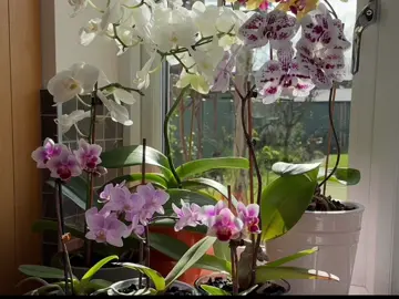 #🌸 #orchid #flower #lovers