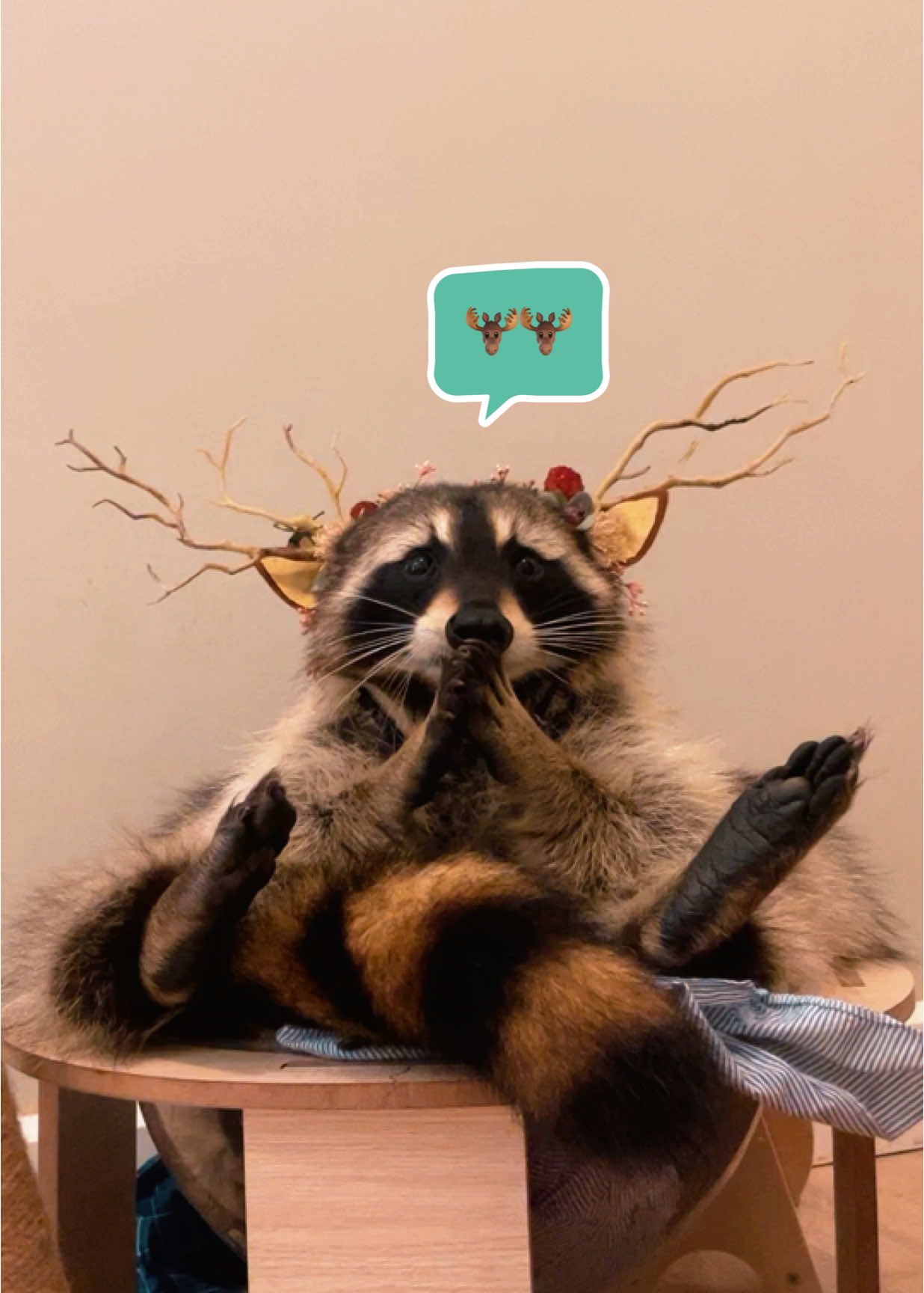 Reindeer 🫎🫎🎄🎄 #kumaraccoon #แรคคูนคุมะ #minizoominijuju #raccoonsoftiktok #exotic #สัตว์เลี้ยงน่ารัก #raccoon #momito #สัตว์เลี้ยงtiktok #trashpanda #แรคคูน #PetsOfTikTok #สวนสัตว์tiktok #christmas