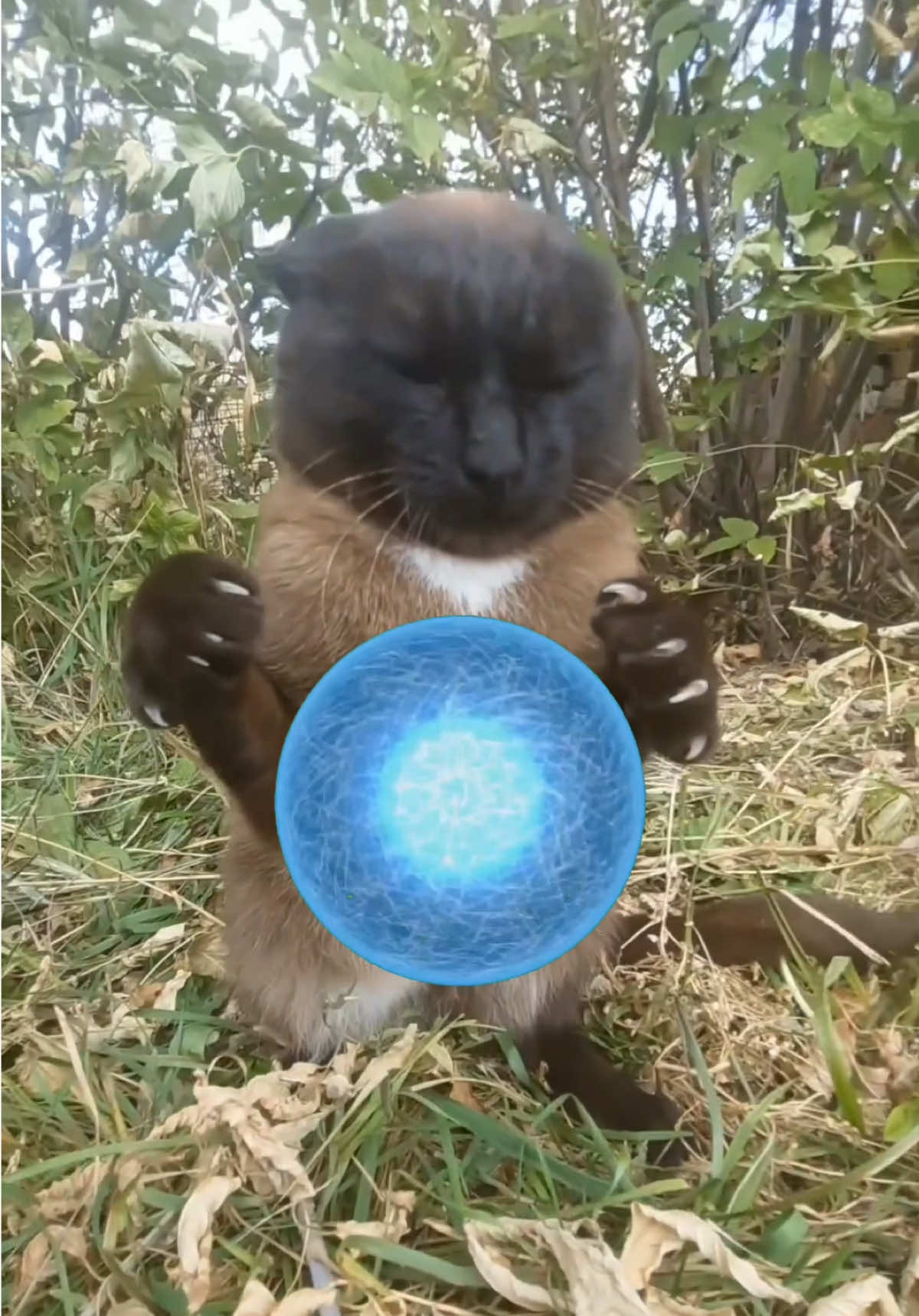 Kamehameha but rasengan  @remiew #cat #catoftiktok #catlover #fyp #viral #xh #pet #petlover 