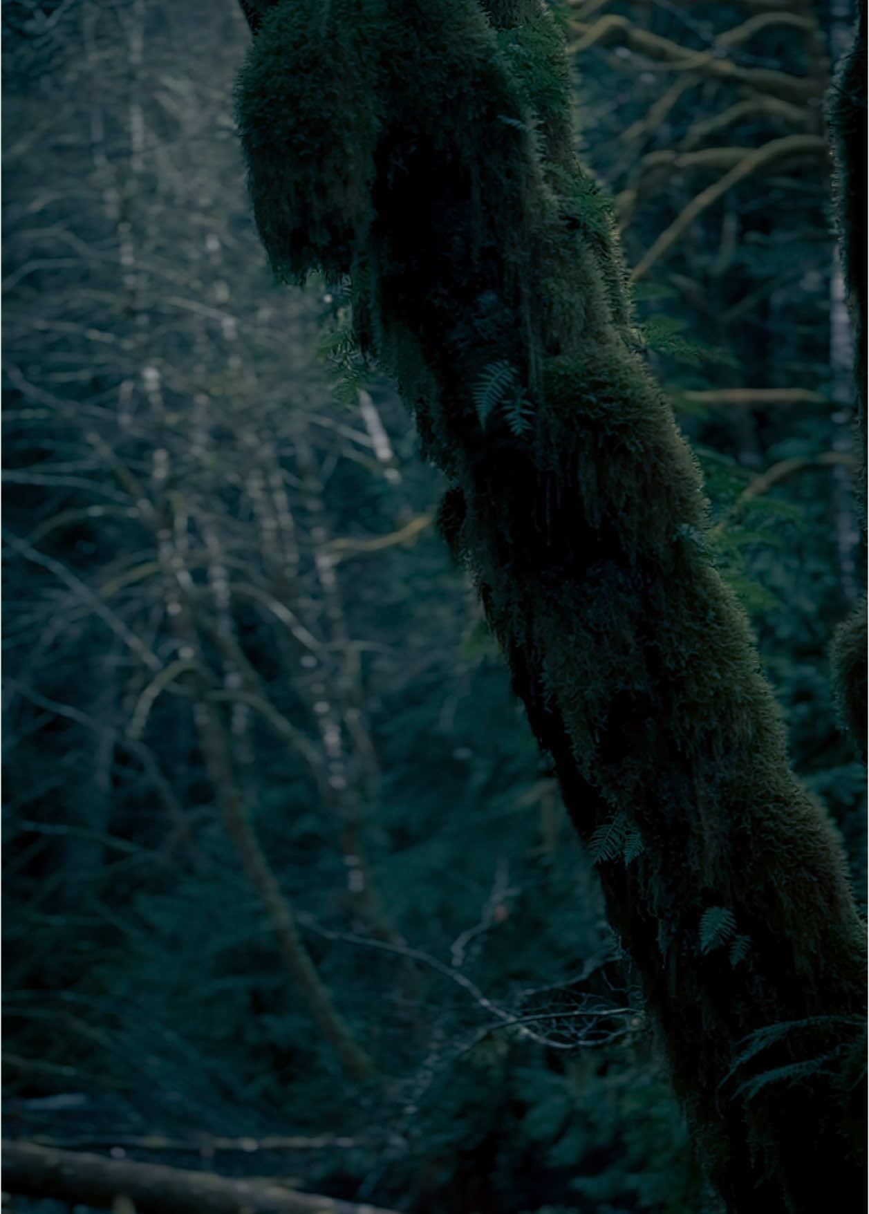 Forks #nature #calm #rainseason #pnw 