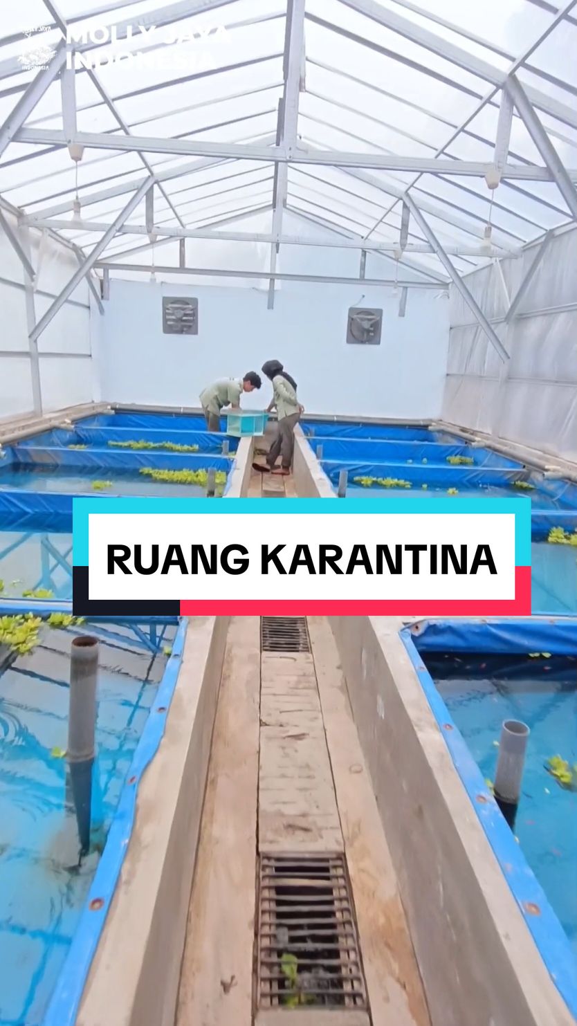 Ada yang tahu ini kolam ikan apa saja?  #mollyjayaindonesia  #ikanhias #ikankoki #goldfish #karantinaikan #kolamikan 