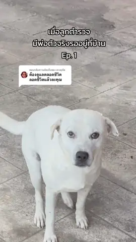 ตอบกลับ @ดวงฤทัย  ตัดคลิปไปดีใจและก็ใจหายไปครับ  #dogsoftiktok #dog #หมาจรก็มีหัวใจ #ชิหมาเซเว่น #สวนสัตว์tiktok #หมาน่ารัก #fyp #สัตว์โลกน่ารัก 