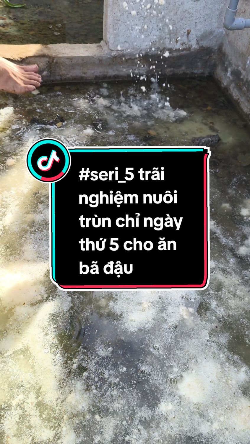 Trả lời @tai_fancy #seri_5 trãi nghiệm nuôi trùng chỉ ngày thứ 5 cho ăn bã đậu nành #caguppy #nuoitrunchi #huyetkiemshor #socnguacanhtien #moly 