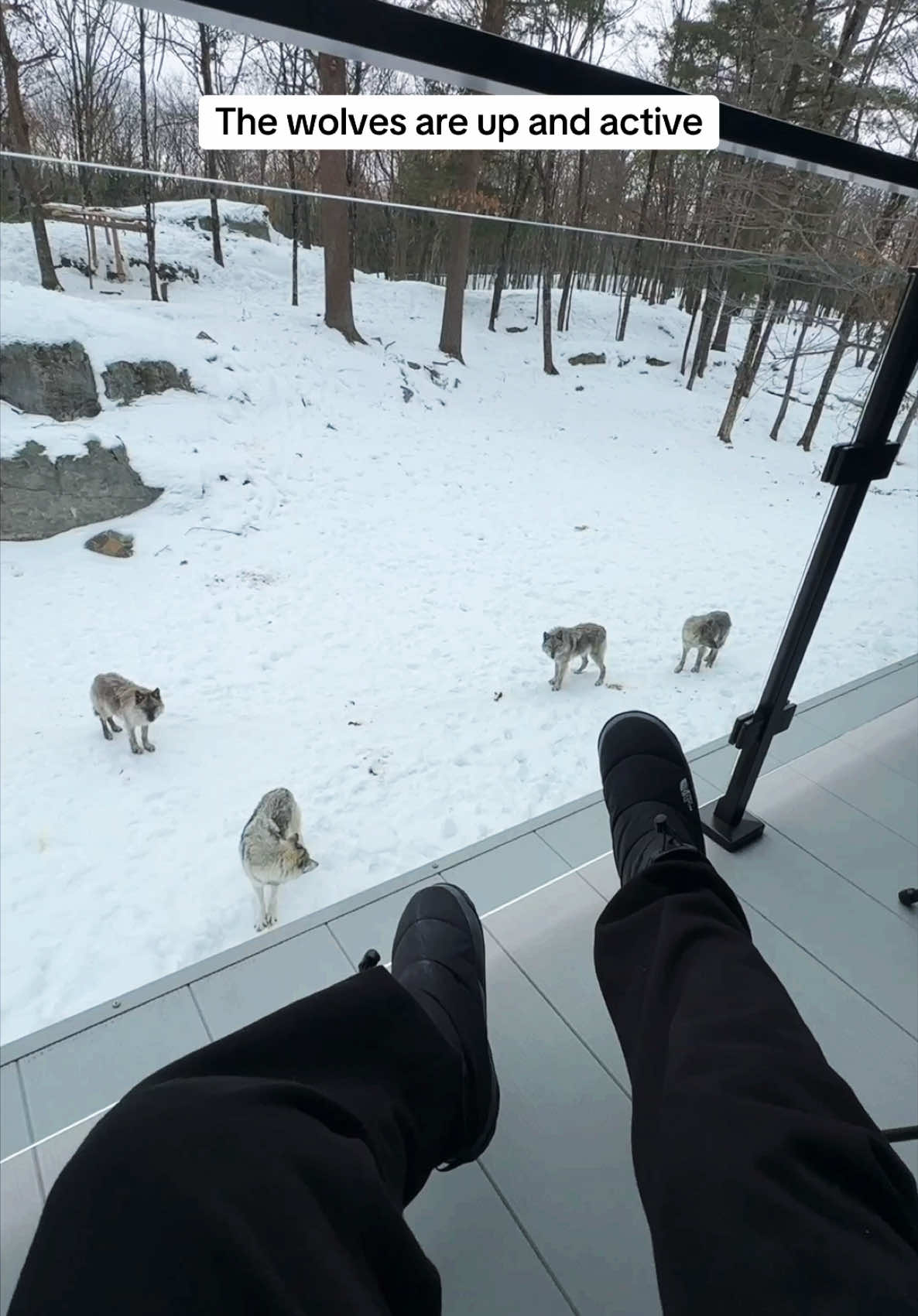 Morning views of the #wolves #wolfcabin #wolfpack