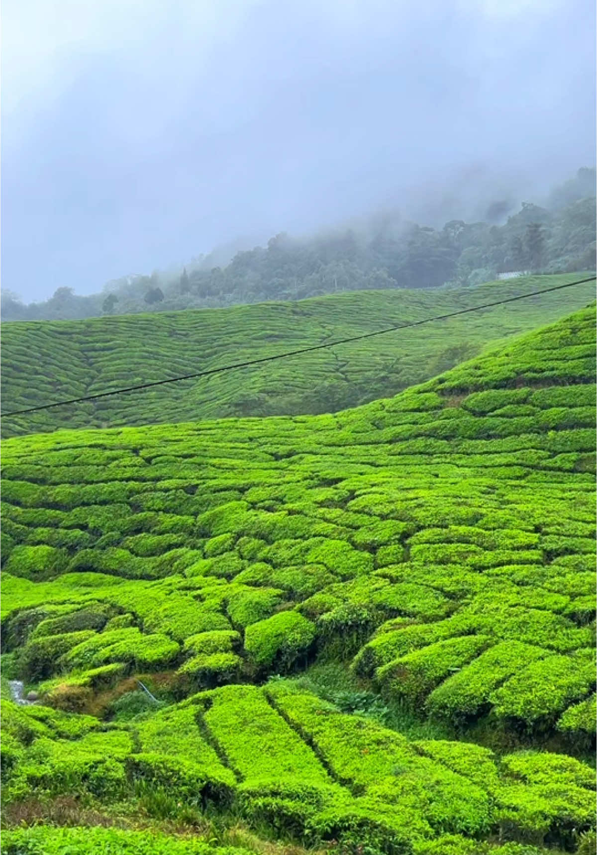 I feel lost in the beauty of Cameron Highlands 🍃🚗✨ From the lush green tea plantations to the winding highways surrounded by breathtaking views, this journey felt like a dream. Sometimes, the road itself is the destination. Have you experienced the serenity of Cameron Highlands?#cameronhighland #cameronvalleytea #PlacesToVisit #hiddengem #viewpoint 