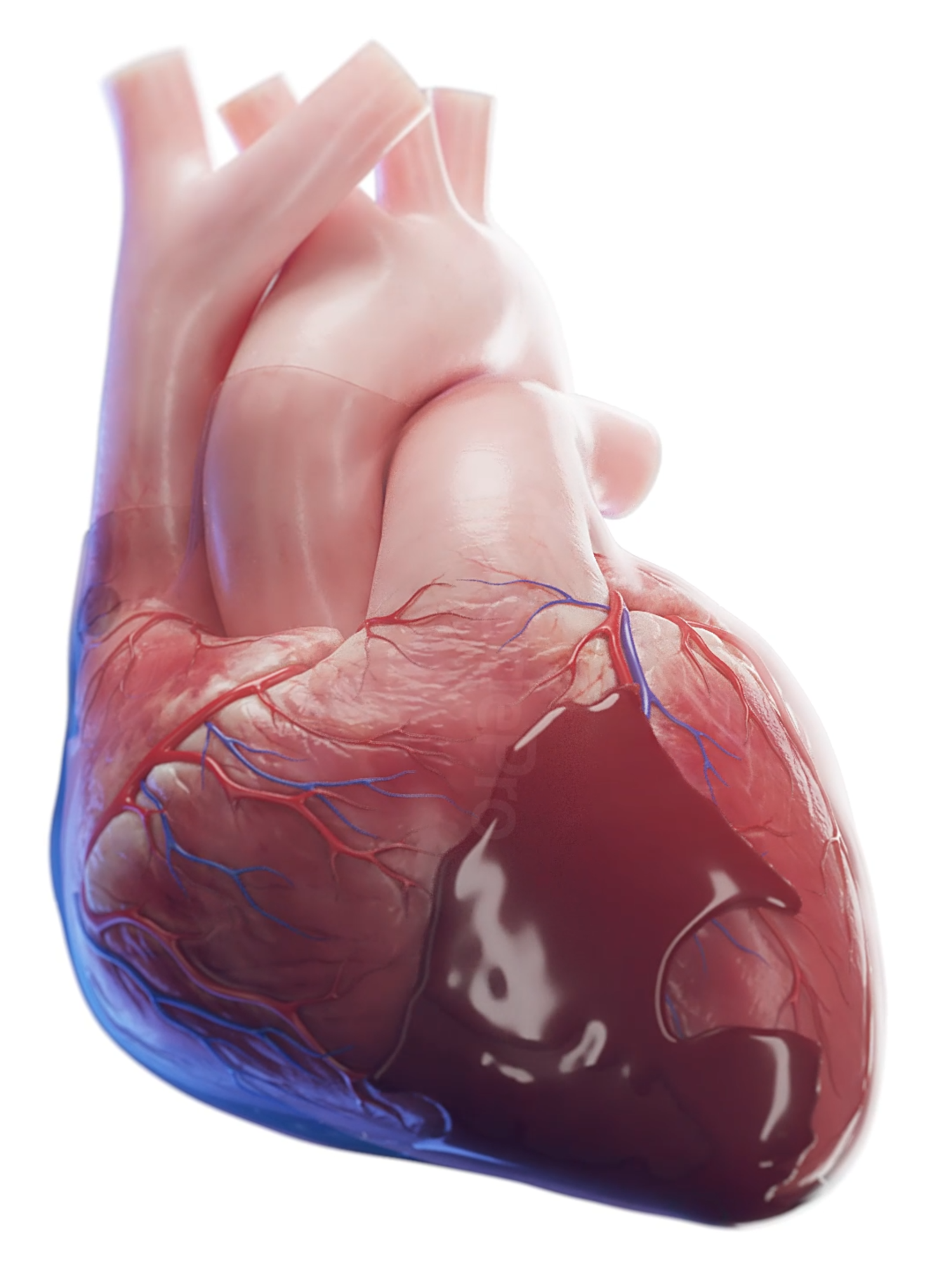 💓 What Is Cardiac Tamponade? 💓 Watch our 3D animation to see how fluid buildup in the pericardial sac compresses the heart and limits its function. #CardiacTamponade #HeartHealth #EduTikTok #anatomy #heart #meded #sciart #3d #vray #animation #scicomm #med #medstudent #3dmodel